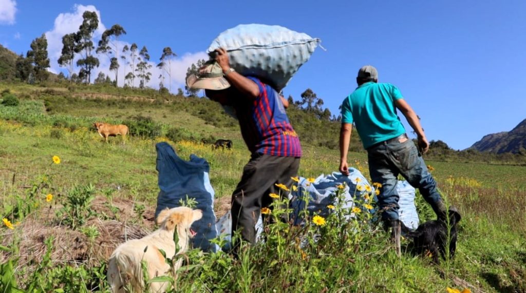 Los productores de papa en el municipio de Morochata se encuentran en estado de emergencia