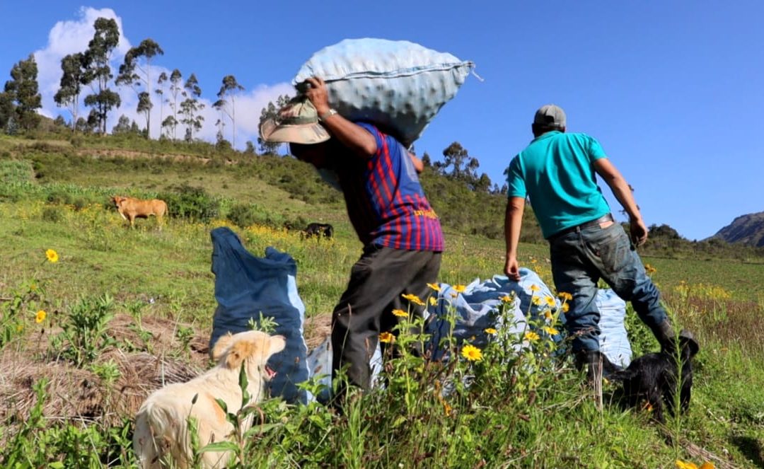 Los productores de papa en el municipio de Morochata se encuentran en estado de emergencia