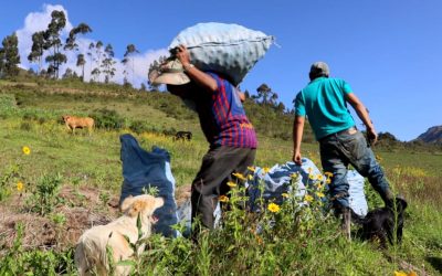 Los productores de papa en el municipio de Morochata se encuentran en estado de emergencia